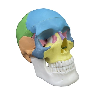 2024 Naujų Žmogaus Anatomijos Kaukolės Modelis Life Dydis Organų Anatomijos Modelis, Nuimamas Anatomija Išardyta Kaukolės Modelis Mokymosi Priemonė
